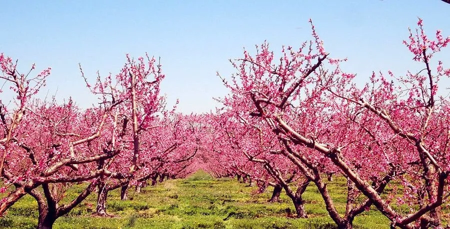 Plant Related Chinese Words -  Peach