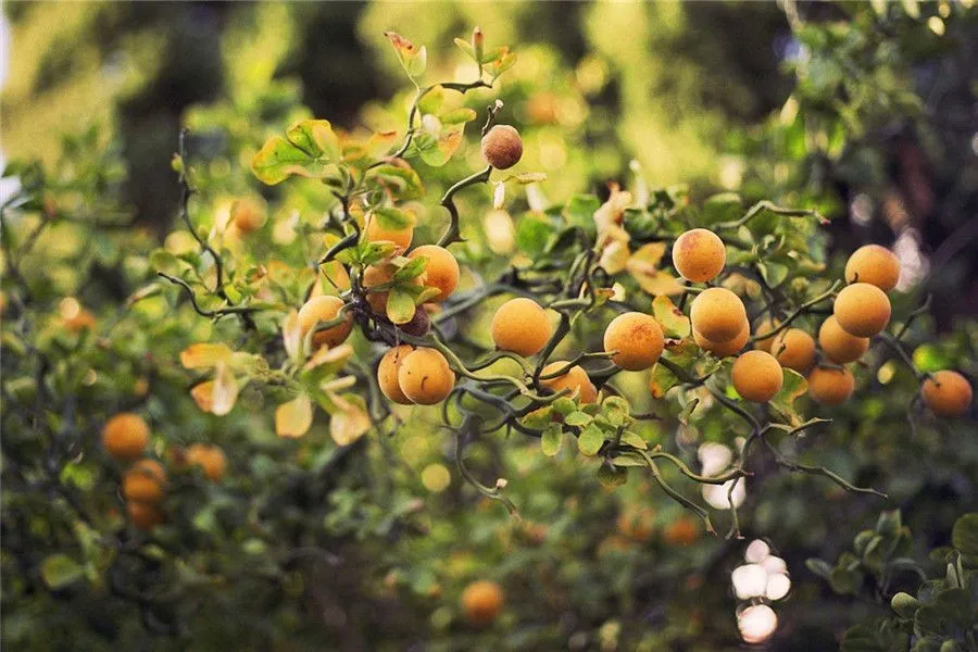 Plant Related Chinese Words - Apricot