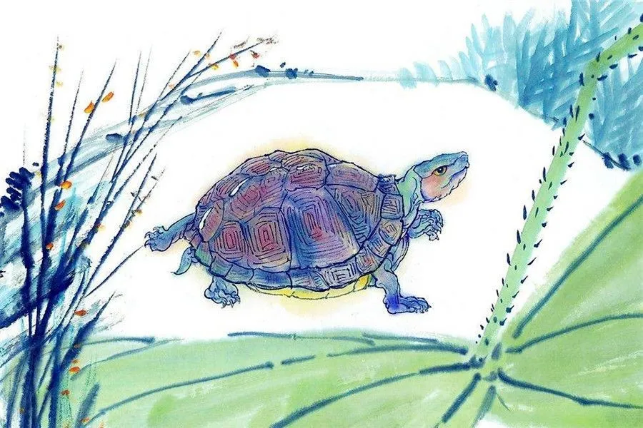 Tortoise