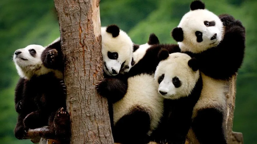 Panda Diplomacy+Hello+The Significance of Panda Diplomacy