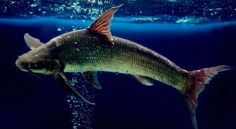 Dry-braised Bronze Gudgeon