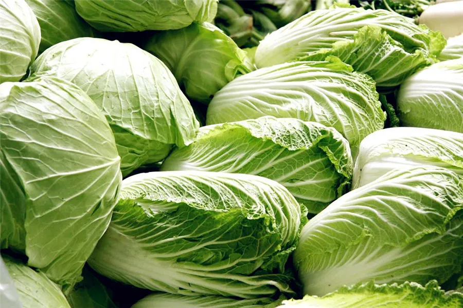 Harbin Cuisine - Chinese cabbage