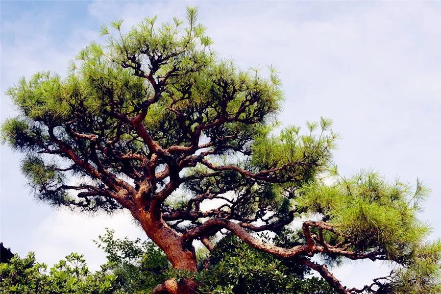 Plant Related Chinese Words - Pine