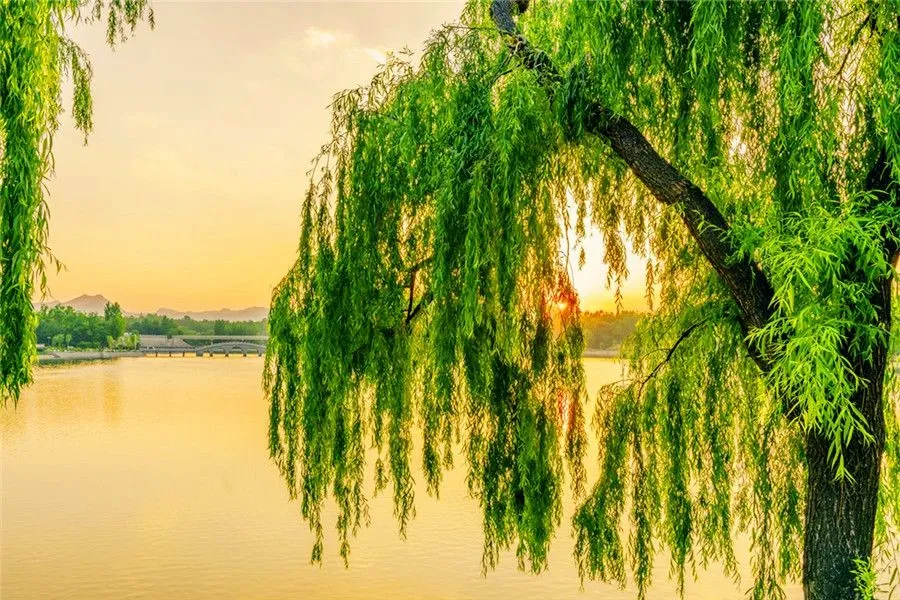 Plant Related Chinese Words - Willow