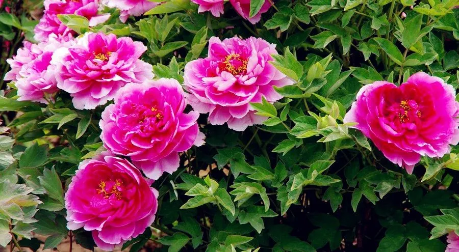 Plant Related Chinese Words - mudan peony