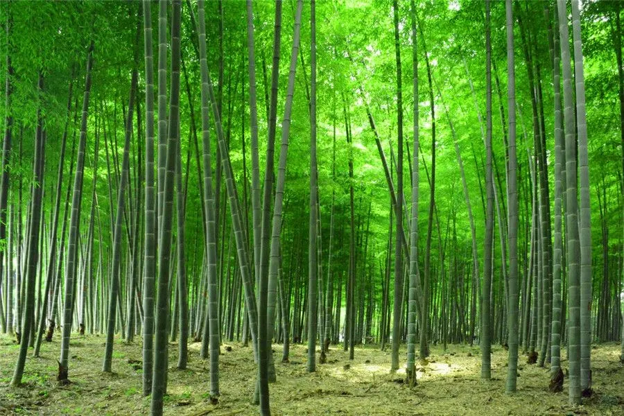 Plant Related Chinese Words - Bamboo