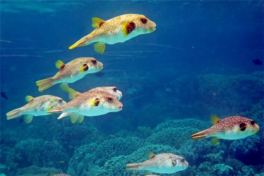 Protect the puffer fish