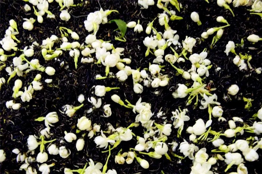 Jasmine Flower and Jasmine Tea -  The history of Jasmine Flower in Fuzhou