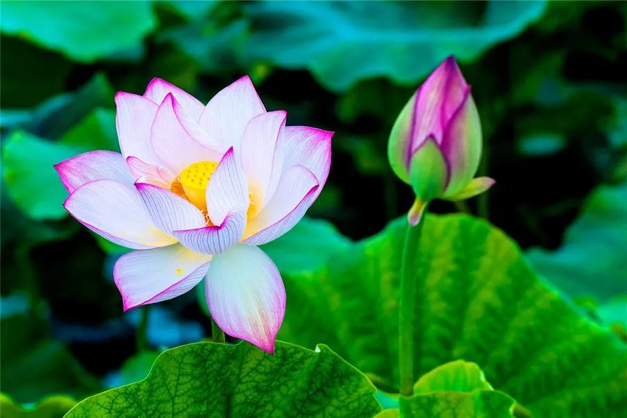 Plant Related Chinese Words -Lotus