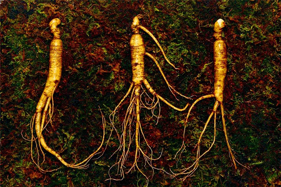 Food carving - Ginseng Child 