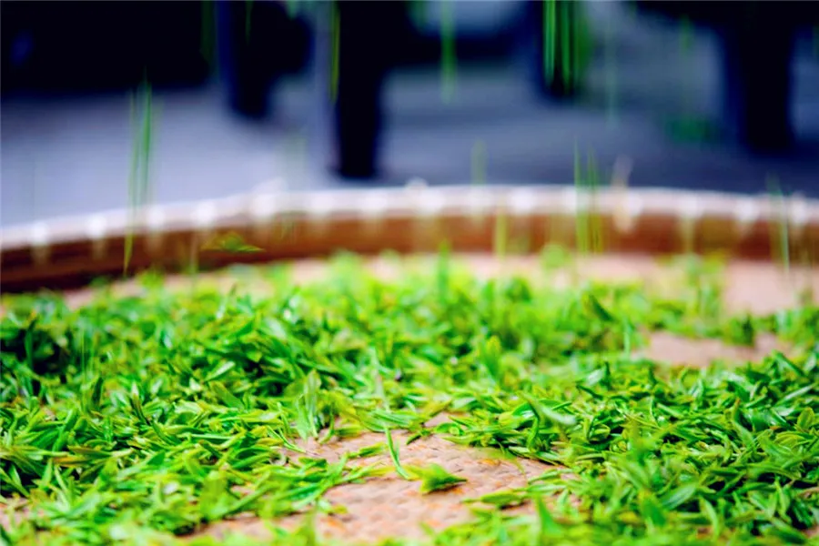 Best green tea - the Longjing-- Prcesses of making Longjing tea