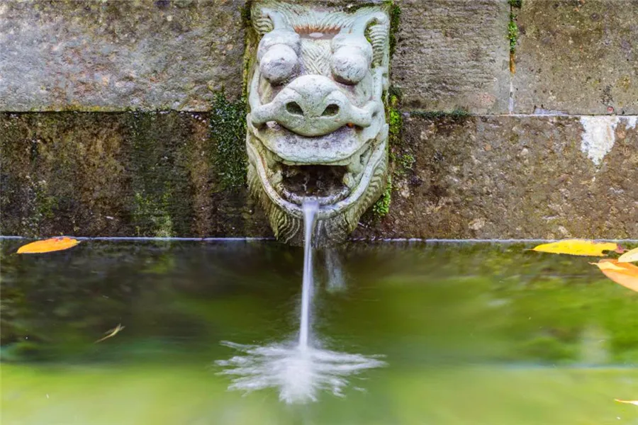 Best green tea - the Longjing tea - Tiger Running Spring