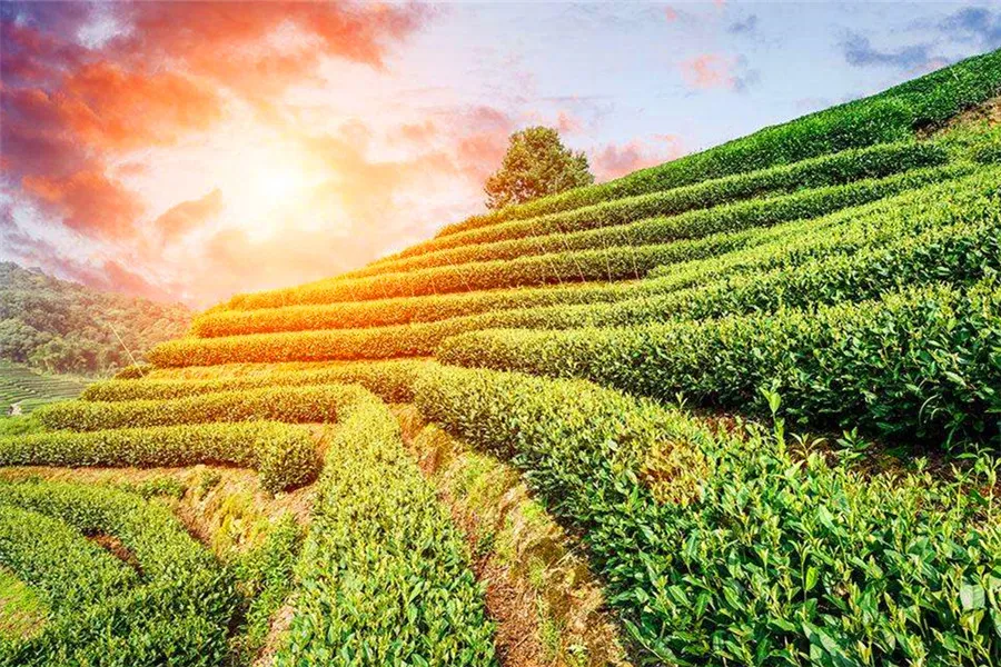 Best green tea - the Longjing tea