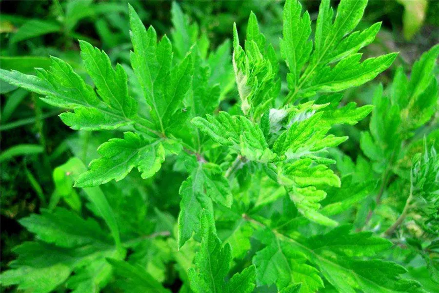 Chinese Acupuncture and Moxibustion - Artemisia leaf