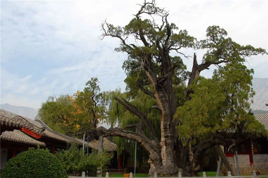 Five Mountains - mount song -general cypresses