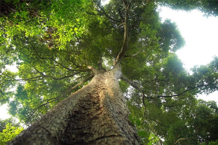 Forbidden City - Phoebe nanmu wood