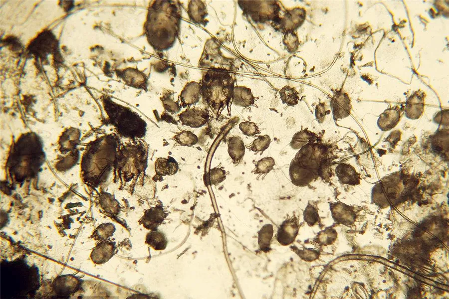 Ge Hong - Ancestor of First Aid - Scrub Typhus