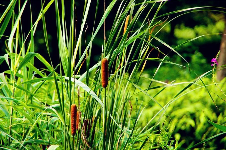 Huaiyang Cuisine - Common Cattail 香蒲