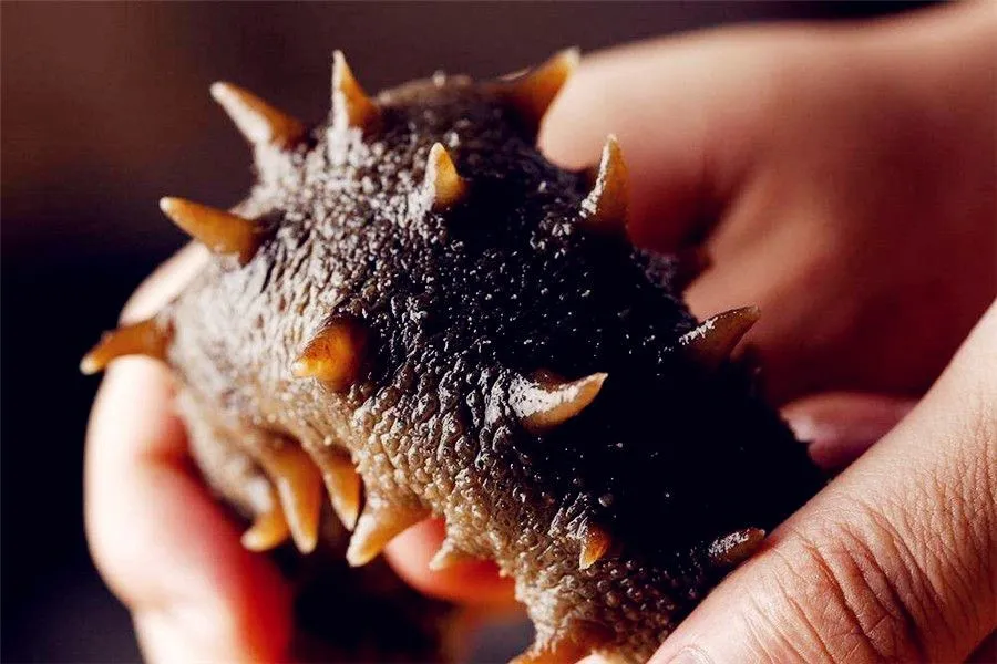 Sea cucumber amazing