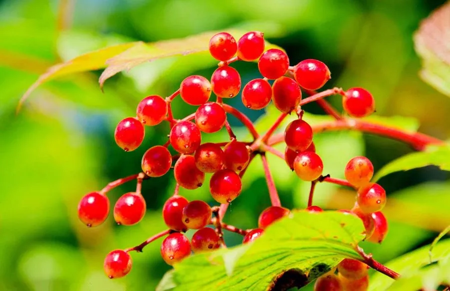 The Chongyang Festival+Hello+Cornel and Chrysanthemum