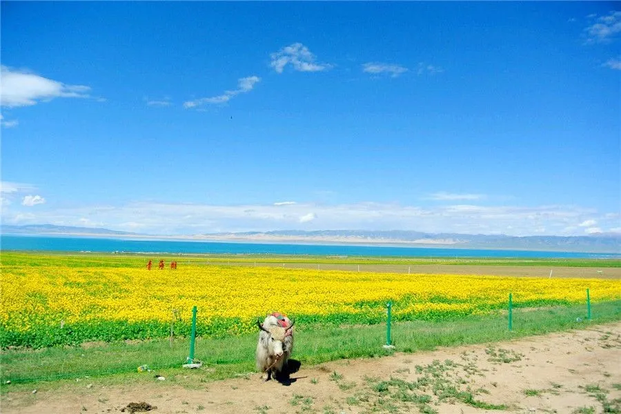 Tibetan Cuisine and Qinghai Cuisine - Beautiful Qinghai of China