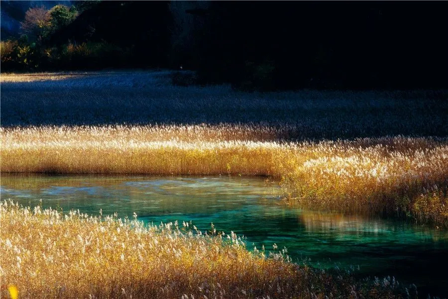 jiuzhaigou-the reed sea