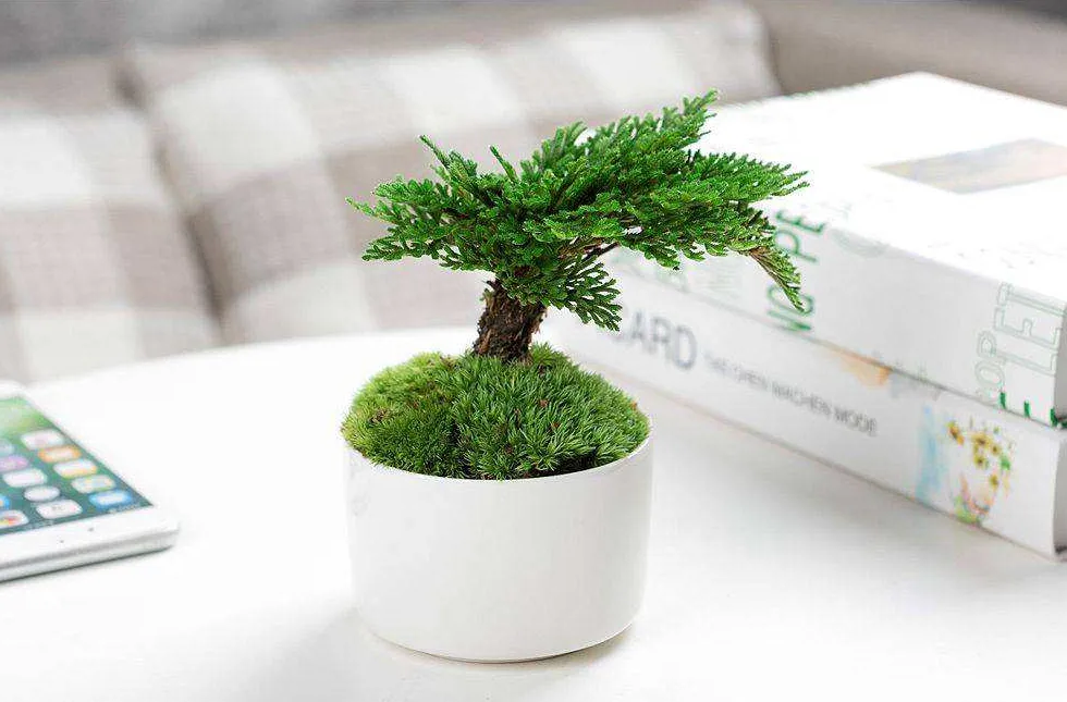 10 Transliterated Words from Chinese that you probably di...