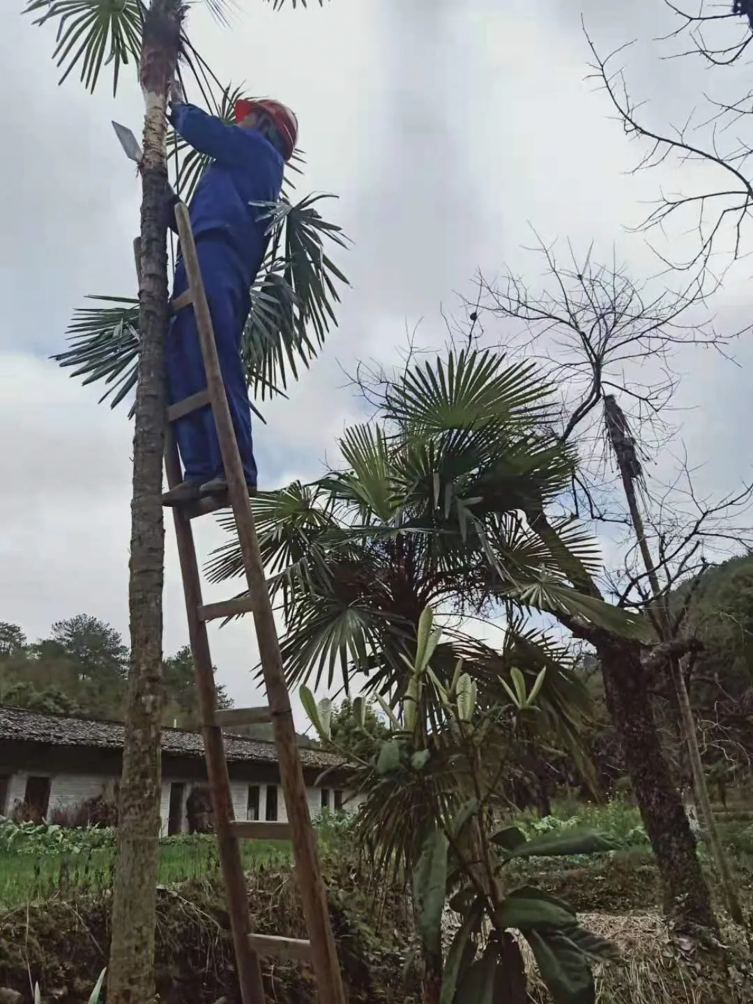 春节年夜饭之一——棕柏果实 - Cchatty