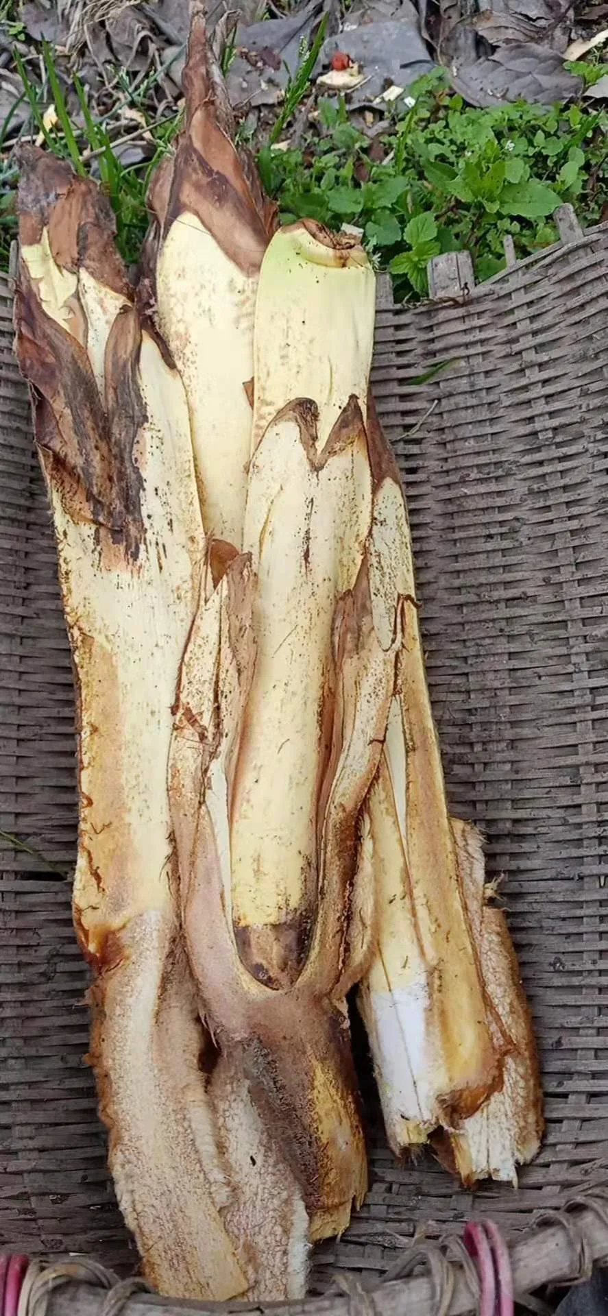 春节年夜饭之一——棕柏果实 - Cchatty