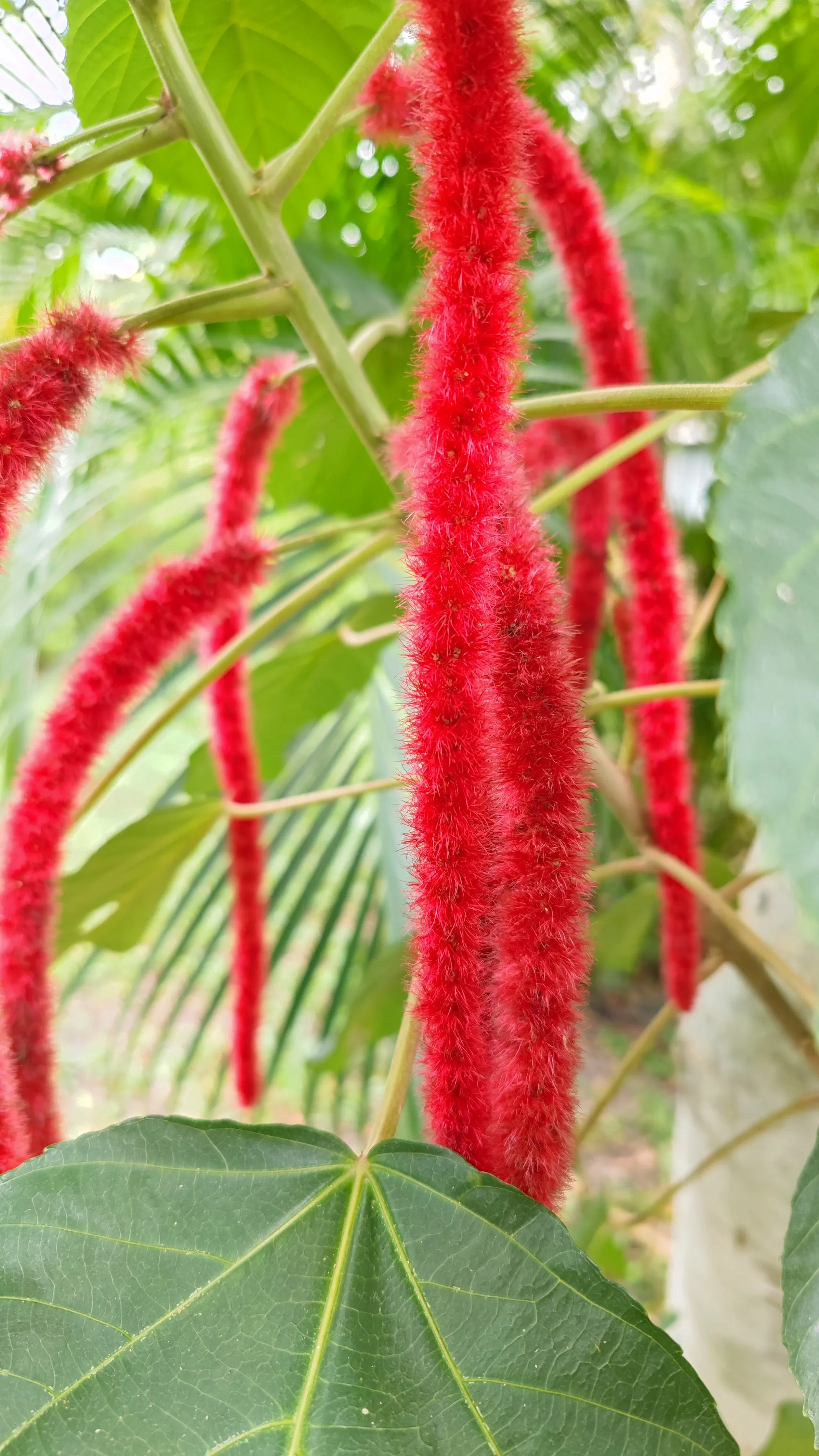 我的梦想，有梦最美！ - Cchatty