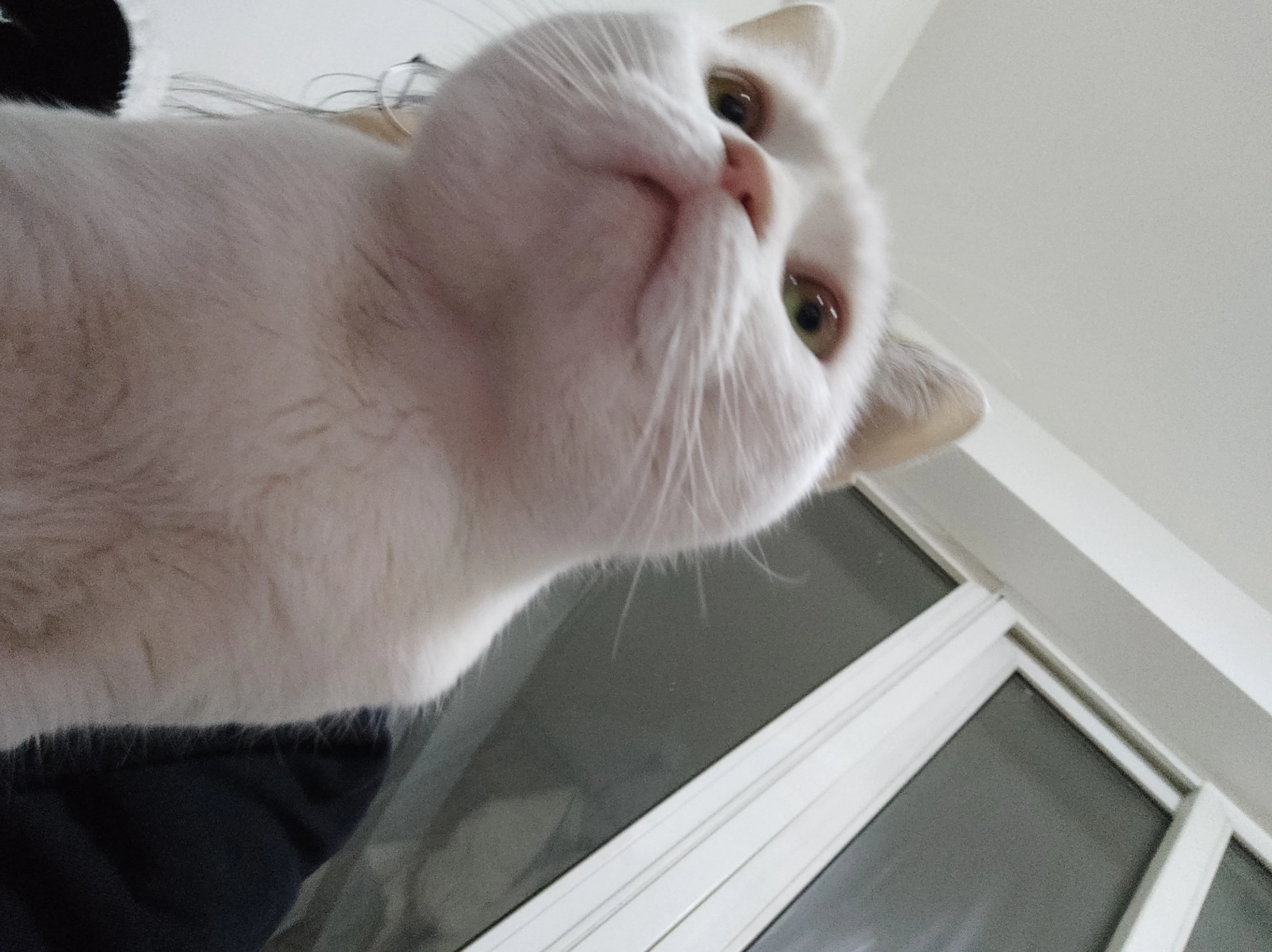 你好，我的第一个朋友。 - Cchatty