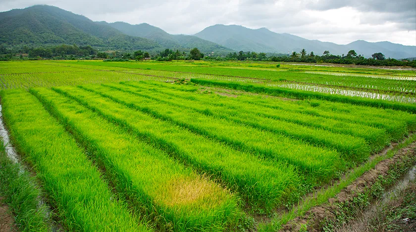 Master the Five-Stroke Chinese Character 田 - Cchatty