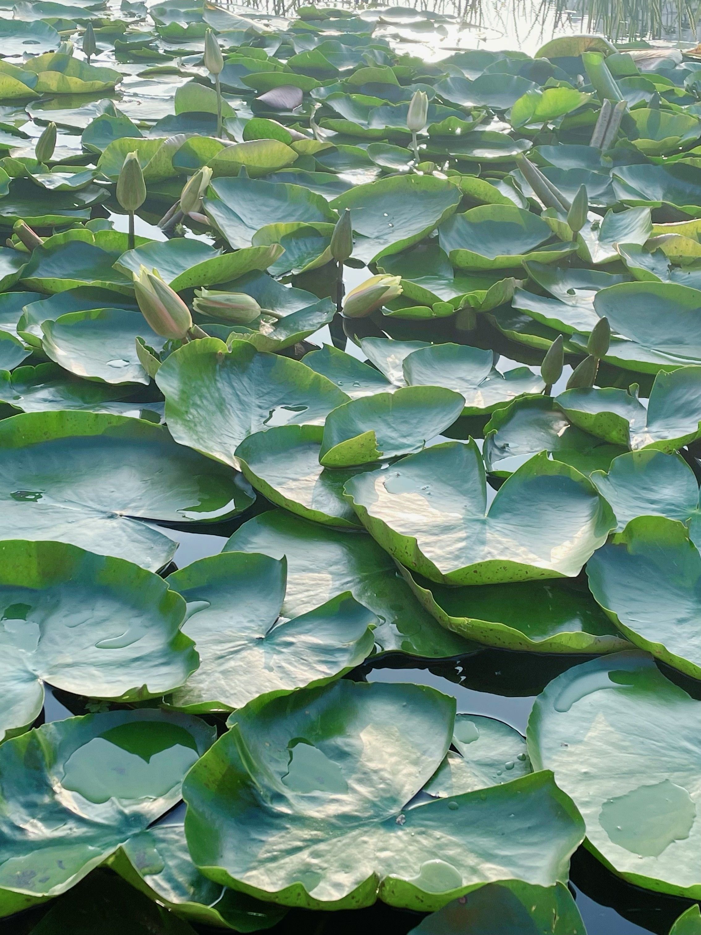 guānyú sànbù zhèjiàn xiǎoshì.关于散步这件小事。 - Cchatty