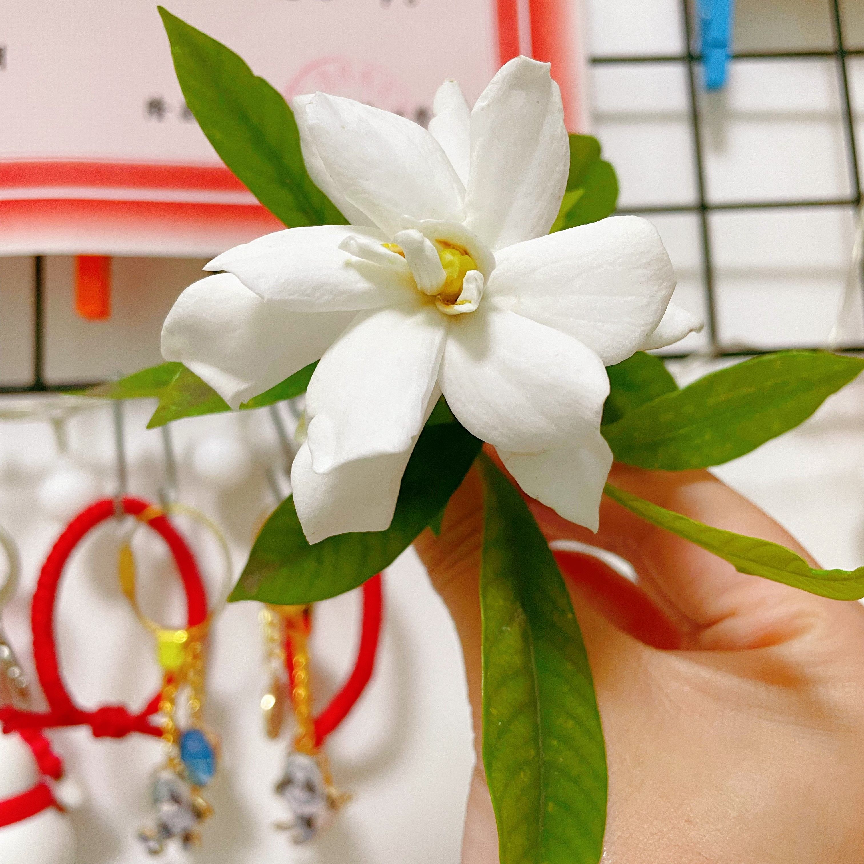 你知道这朵白白的，漂亮的小花是什么花吗？ - Cchatty